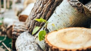 la madera sostenible
